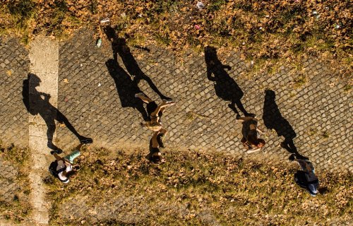shadows of people walking on a leafy path