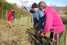 Volunteers creating a willow fence