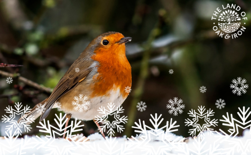 Robin in the snow