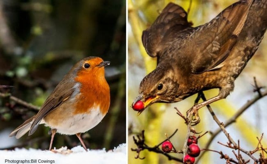 Robin in the snow