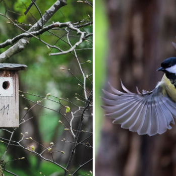 Half of the photo shows a bird box on a tree the other half shows a bird with a yellow breast hovering 