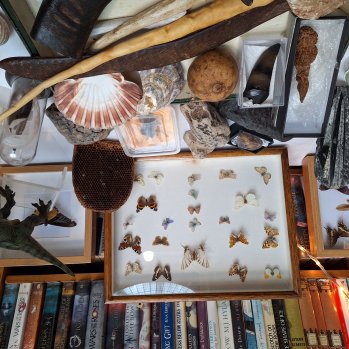 Cabinet of Curiosities