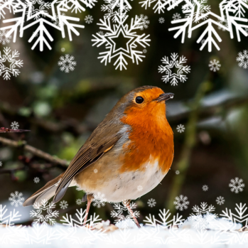 Robin in a wintery setting
