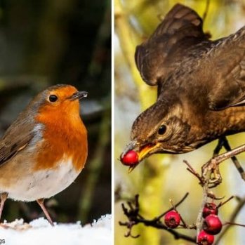 Robin in the snow