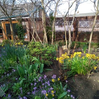 Picture of a garden in Spring with Daffodils and purple flowers growing