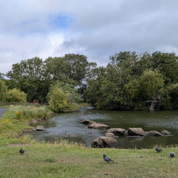 A picture of Oliver Henderson park. There is pond with rocks and birds, and a pavement on the left. There are lots of trees surrounding the pond.
