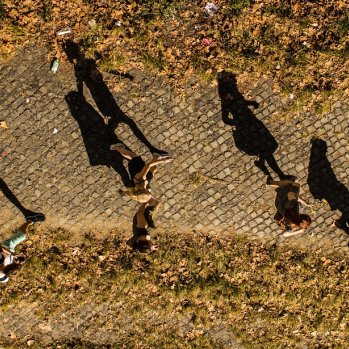 shadows of people walking on a leafy path