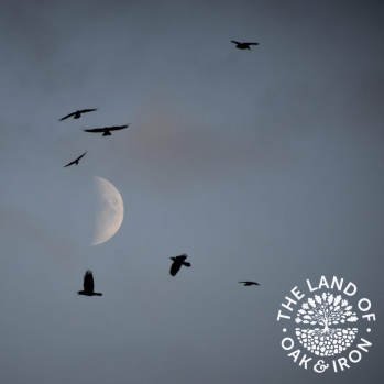 Evening picture with a crescent moon surrounded by 7 flying birds