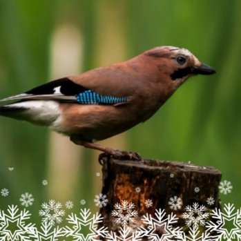 A Jay sitting on a small tree stump with illustrated snow flakes