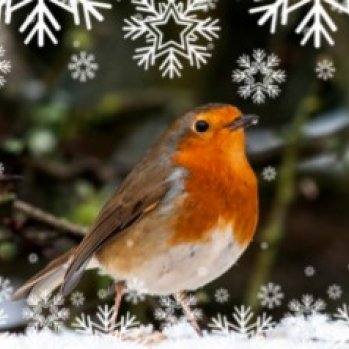 A robin in the snow, with some branches behind and some illustrated snow flakes