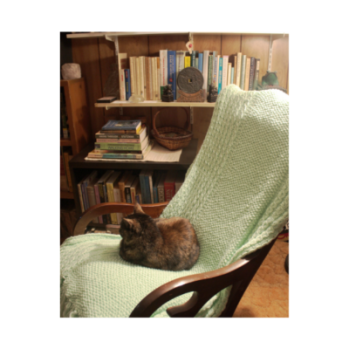 A cat in a chair