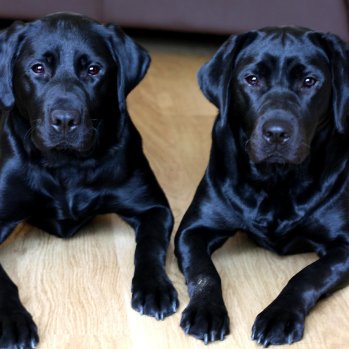 Image shows two black labradors sitting in a mirror image of one another