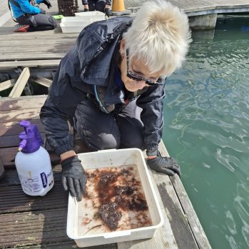 volunteer surveying marine life