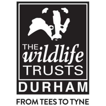Black and white image of badger's head with The Wildlife Trusts, Durham written underneath