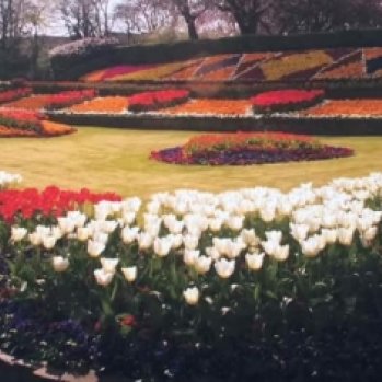 Image of tulips in Felling Park 